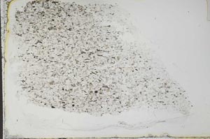 Plane Polarized, S54122