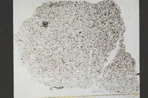 Plane Polarized, S54129