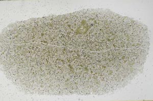 Plane Polarized, S54133