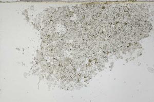Plane Polarized, S54139