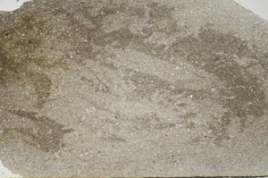 Plane Polarized, S54178