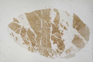 Plane Polarized, S54195