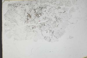 Plane Polarized, S54234