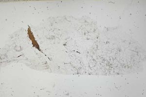 Plane Polarized, S54240