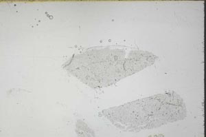 Plane Polarized, S54273