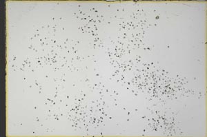 Plane Polarized, S54297