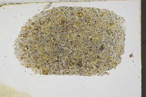 Plane Polarized, S54420