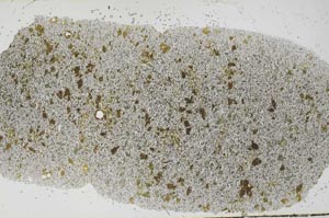 Plane Polarized, S54438