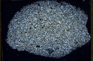 Cross Polarized, S54504