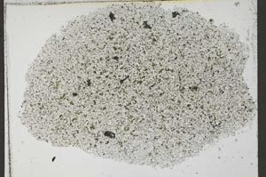 Plane Polarized, S54504