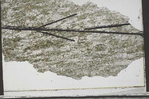 Plane Polarized, S54519