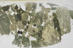 Plane Polarized, S54523