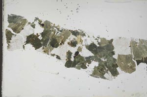 Plane Polarized, S54523/A