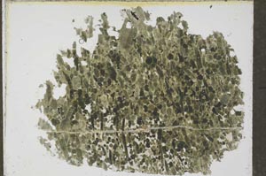 Plane Polarized, S54525