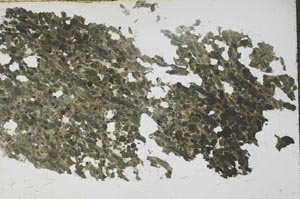 Plane Polarized, S54525/A