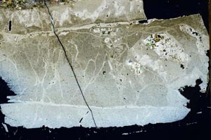 Cross Polarized, S54555
