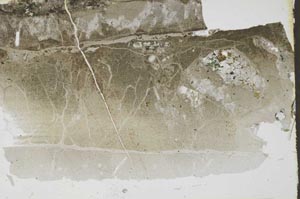 Plane Polarized, S54555