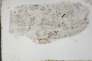 Plane Polarized, S54557