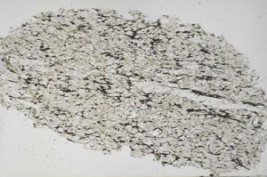 Plane Polarized, S54587