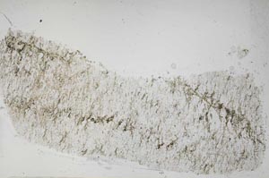 Plane Polarized, S54589