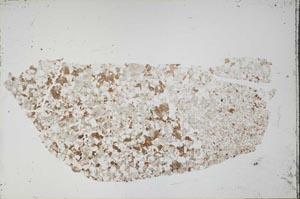 Plane Polarized, S54595