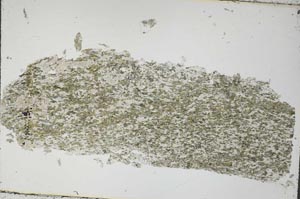 Plane Polarized, S54663