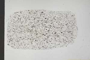 Plane Polarized, S54664