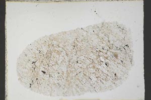 Plane Polarized, S54667