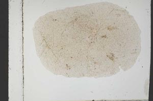 Plane Polarized, S54670