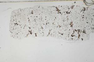 Plane Polarized, S54707