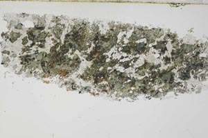 Plane Polarized, S54715