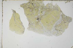 Plane Polarized, S54724