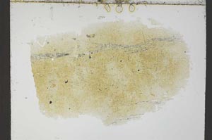 Plane Polarized, S54725