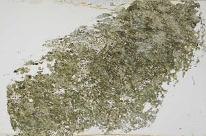 Plane Polarized, S54731