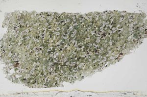 Plane Polarized, S54732