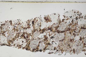 Plane Polarized, S54771