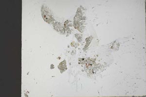 Plane Polarized, S54801