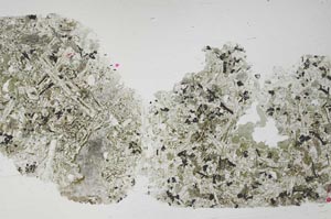 Plane Polarized, S54891