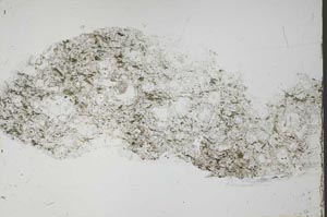 Plane Polarized, S54925