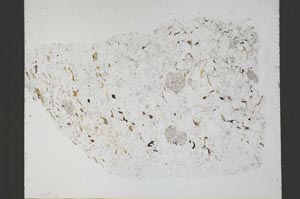 Plane Polarized, S54930