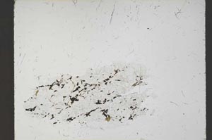 Plane Polarized, S54955