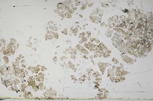 Plane Polarized, S54981