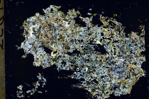 Cross Polarized, S54983