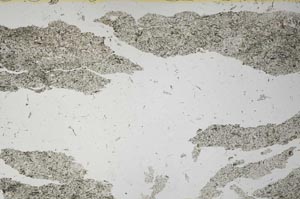 Plane Polarized, S54990