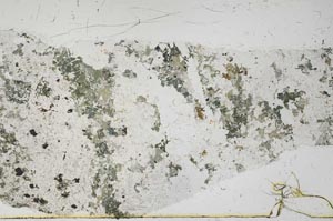 Plane Polarized, S54995
