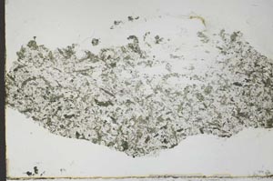 Plane Polarized, S55059