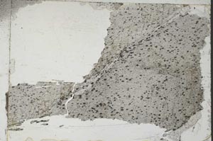 Plane Polarized, S55106/A