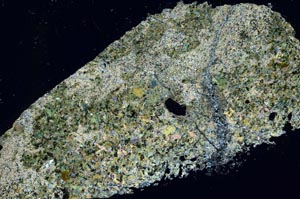 Cross Polarized, S55117