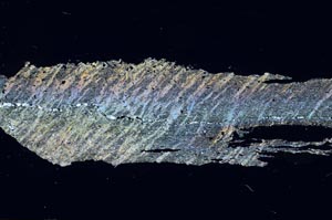 Cross Polarized, S55126