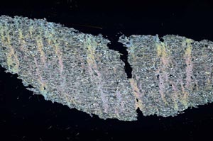 Cross Polarized, S55131